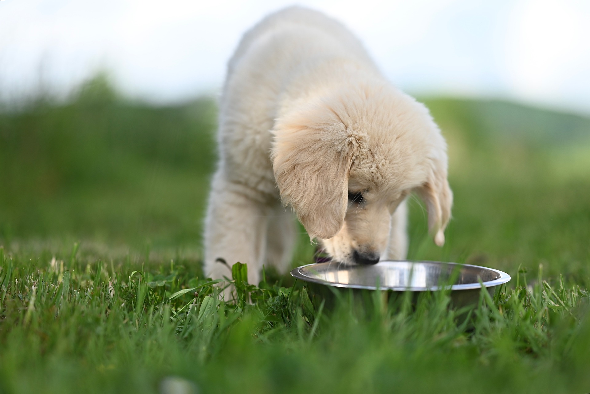 Puppy and dog bowl
