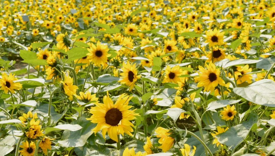 Sunflower field